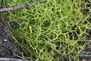 Western Australian Plants Proteaceae